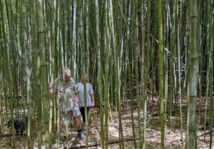 Bambusa Arnhemica (Northern Territory Bamboo)