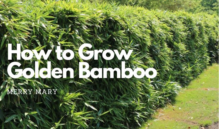 How to Grow Golden Bamboo