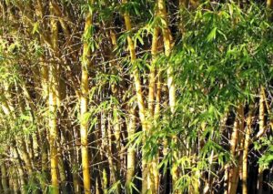 Mullerochloa Moreheadiana (Cape York Bamboo)
