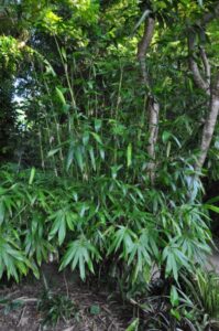 Neololeba Atra (Black Bamboo)