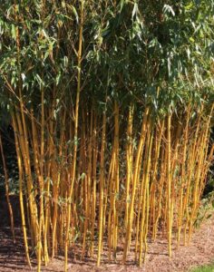 Phyllostachys Aurea (Golden Bamboo)