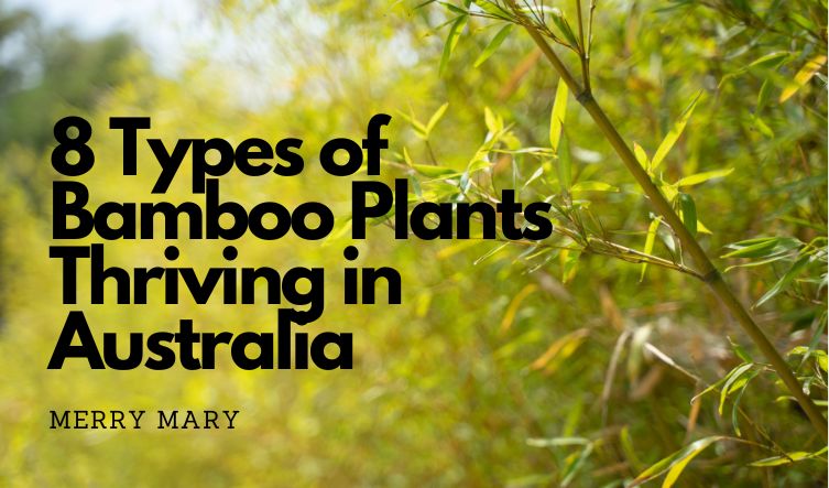 Types of Bamboo Plants Thriving in Australia