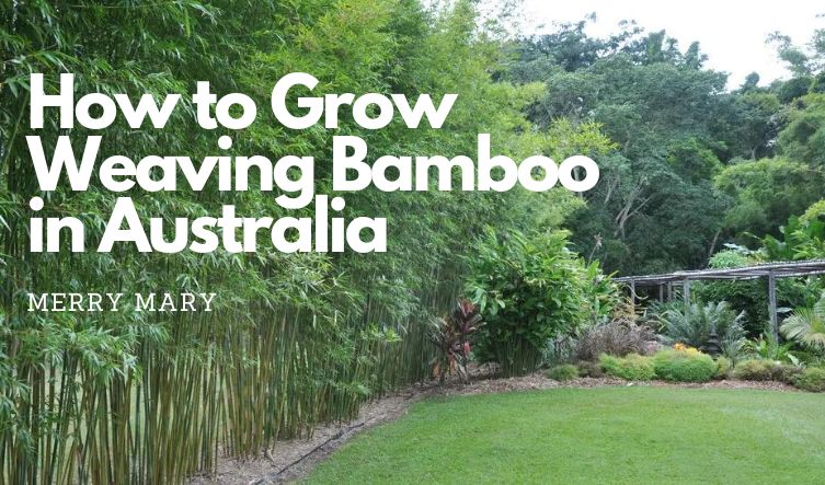 How to Grow Weaving Bamboo in Australia